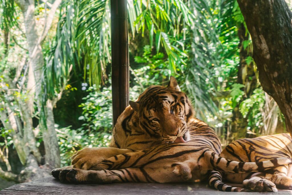 pexels-photo-7722952-7722952 A beautiful tiger rests under lush vegetation in Bali's vibrant jungle, showcasing its natural habitat.