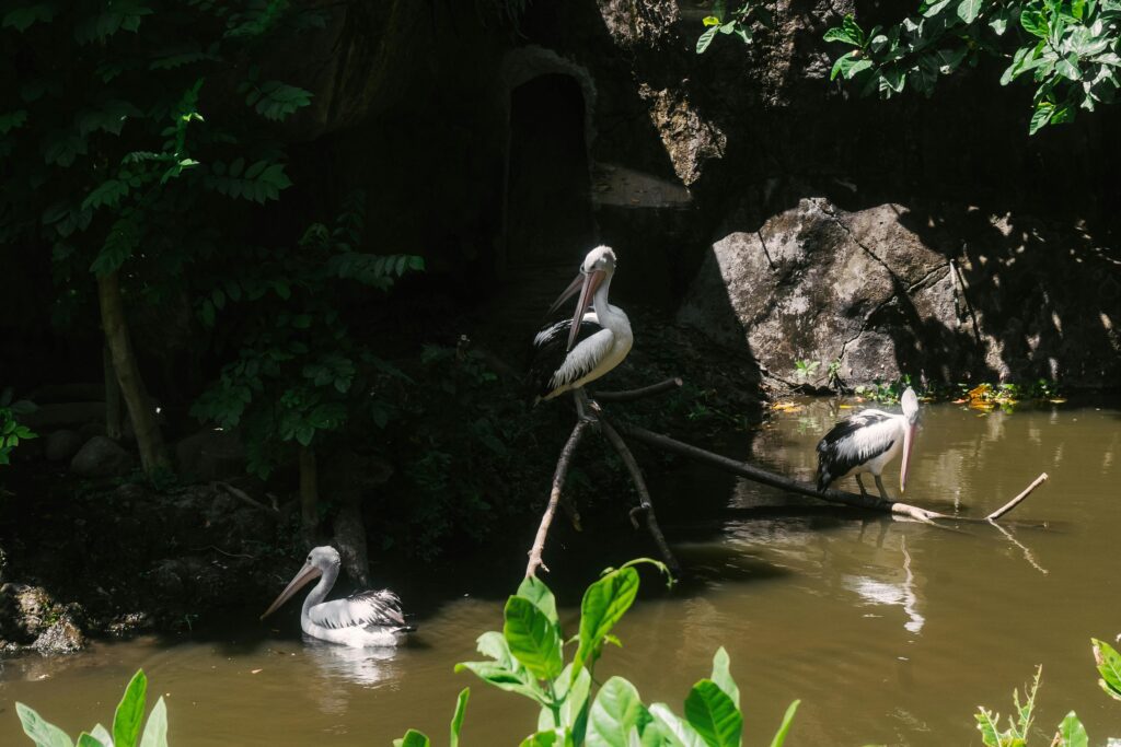 pexels-photo-7723260-7723260 Pelicans by a swamp in Bali, Indonesia. A serene wildlife scene in lush surroundings.